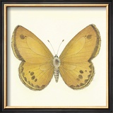 Butterfly V Limited Edition Framed Print by Sophie Golaz