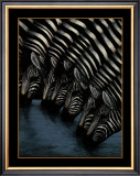 Zebra's Watering Hole Prints by Dexter Griffin