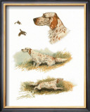 English Setter Posters by Rial 