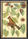 The Chatterer Print by Mark Catesby