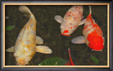 Green Rock Japanese Koi I Framed Giclee Print by erichan 