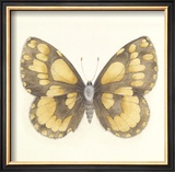 Butterfly VI Limited Edition Framed Print by Sophie Golaz