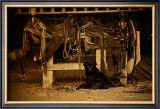 Saddles Bits and Pup Framed Giclee Print by Jim Tunell