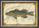 Black Bass on Map Print