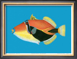 Humuhumu Engraving Prints by Steve Strickland