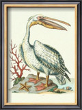 Pelican and Starfish Prints by Sydenham Teast Edwards