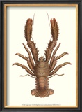 Antique Lobster II Posters by James Sowerby