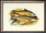 Windermere Charr Posters