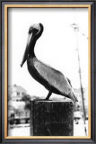 Pelican Perch Poster by Laura Denardo