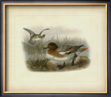Redcrested Pochard Posters by J. G. Keuleman