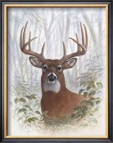 Deer Buck Portrait Posters by Ron Jenkins