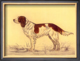 Hunting Dogs, Spaniel Poster by Andres Collot