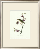 Thrush Print by John James Audubon