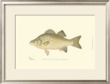 White Bass Prints by Denton 