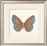 Butterfly III Limited Edition Framed Print by Sophie Golaz
