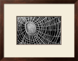 Spider Web Sparkle Posters by erichan 