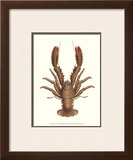 Antique Lobster II Posters by James Sowerby