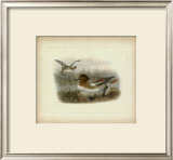 Redcrested Pochard Prints by J. G. Keuleman