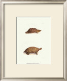 Antique Turtles I Poster by J.W. Hill
