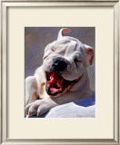 Bull Dog Joyride Prints by Robert Mcclintock