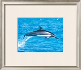 Spinner Dolphins Framed Giclee Print by Michael S. Nolan
