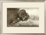 Wild Turkey Posters by Archibald Thorburn