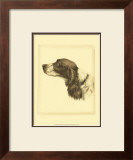 Danchin Cocker Spaniel Posters by Danchin 