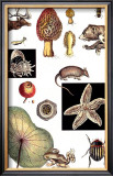 Nature's Curio II Prints