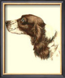 Cocker Spaniel Poster by Danchin 