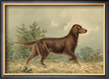 Irish Setter I Prints by Alexander Pope