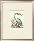 Pelican and Starfish Print by Sydenham Teast Edwards