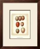 Bird Egg Study I Prints