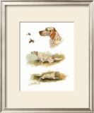 English Setter Prints by Rial 