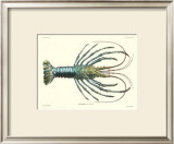 Crustacean IV Print by Pierre Siebold