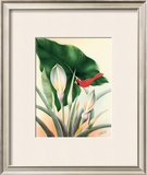 Cardinal Framed Giclee Print by Frank Oda