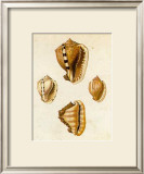 Conchology  Cassis Art by W. Miller