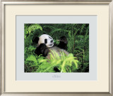 Giant Panda, Szechwan Province, China Prints by Fernandez 