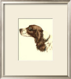 Cocker Spaniel Prints by Danchin 