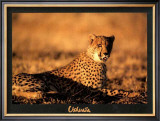 Guepard Poster by Georges Bosio