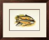 Windermere Charr Posters