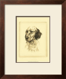 Danchin Setter Art by Danchin 
