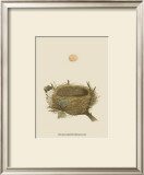Antique Nest and Egg II Prints by Reverend Francis O. Morris