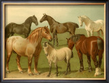 Horse Breeds II Print by Emil Volkers