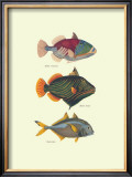 Tropical Fish Prints by J. W. Bennet & Couvier
