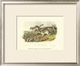 Marmot Squirrel Posters by John James Audubon