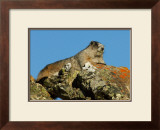 Marmot in Alaska Framed Giclee Print by Charles Glover