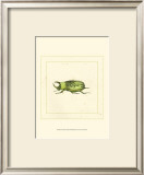 Green Beetle Prints