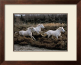 Equus, Camargue, France Prints by Hans W. Sylvester
