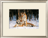 Tigres Art by Gilles Santantonio