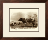 Bovine III Pôsters por Emile Van Marck Bovine III Pôsters por Emile Van Marck